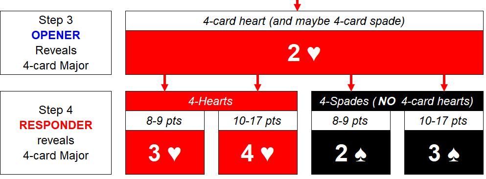 FC 1 NT Stayman 2H step 4